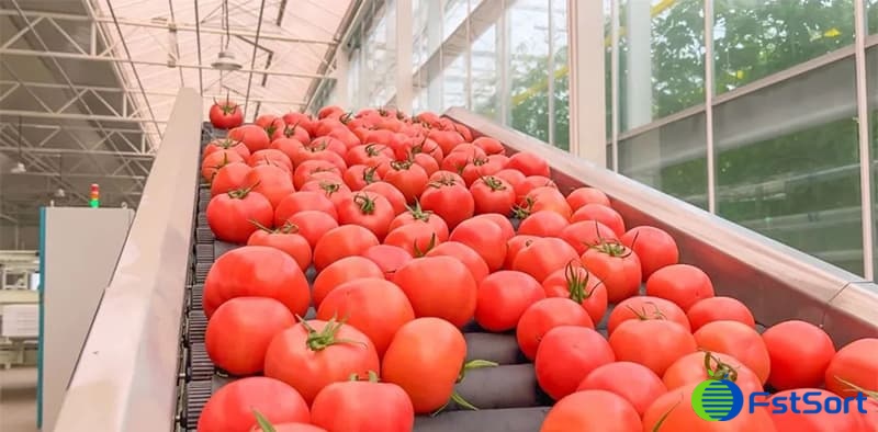 images/1674978692390tomato processing line.jpg